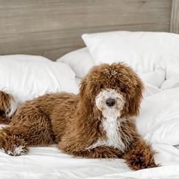 Zeus - Goldendoodle