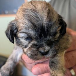 Jade - Brown female Lhasa Apso puppy in Fort Worth, Texas from Cynthia's Lhasa Apsos