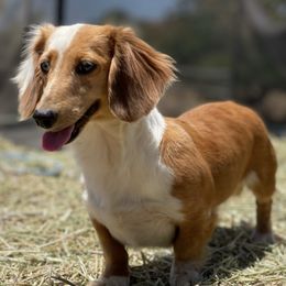 Dachshunds from Desert Dynasty