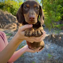 Louie - Chocolate and tan male Dachshund puppy in Waycross, Georgia from Willow Run Dachshund’s