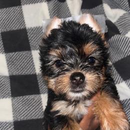 Darla - Black and tan female Yorkshire Terrier puppy in Gastonia, North Carolina from Banks Dynasty Kennel