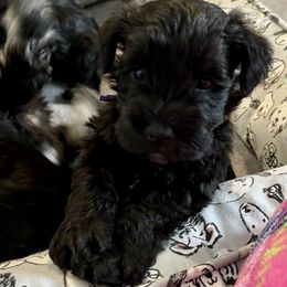Miniature Schnauzer Puppies from Connie's Mini Schnauzer’s