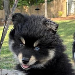 DUKE - Black male Pomsky puppy in Fuquay Varina, North Carolina from Raleigh Pomskies