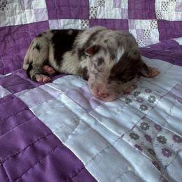 Reba - Red merle female Australian Shepherd puppy in Cedar Hill, Tennessee from Kreger Farms