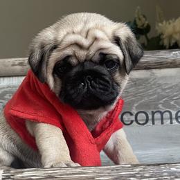 Bulldog and Pug Puppies from Love that bulldog lewter family
