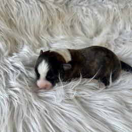 Brindle boy - Brindle and white male Cardigan Welsh Corgi puppy in Clinton, Tennessee from High Hopes Farm