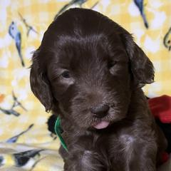 Daphney - Parchment Australian Cobberdog puppy in Sarasota, Florida from Labe's Australian Cobberdogs