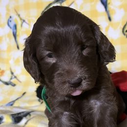 Daphney - Parchment Australian Cobberdog puppy in Sarasota, Florida from Labe's Australian Cobberdogs