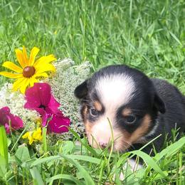 Alexander Hamilton - Black and white male American Corgi puppy in Gouverneur, New York from St. Lawrence Corgis