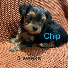 Chip - Black and tan male Yorkshire Terrier puppy in Forest, Virginia from Majestic Touch Kennels and Pet Services