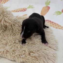 Panther - Black male Whippet puppy in Fort Myers, Florida from Rainbow Whippets