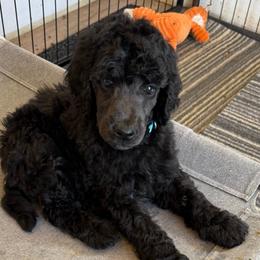 Little Dove - Black female Poodle puppy in Hesperia, California from Whitesock Standard Poodles