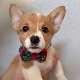 1 - Sable male Pembroke Welsh Corgi puppy in Garland, Texas from Barker's Corgis