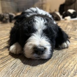 Aussiedoodle, Australian Shepherd, and Poodle Puppies from Barefoot Kennel