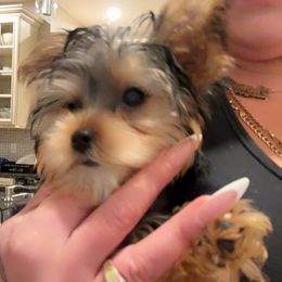 Yorkshire Terrier Puppies from Rosey’s Yorkies