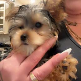 Yorkshire Terrier Puppies from Rosey’s Yorkies