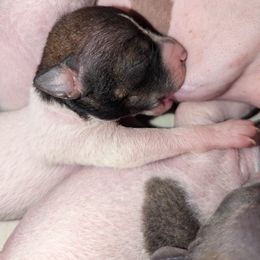 American Hairless Terrier Puppies from Bare Valley