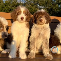 Nessa - Red tri-color female Aussiedoodle puppy in Southwest Ranches, Florida from Dandy Doodle Ranch