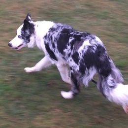 LOMA - Border Collie