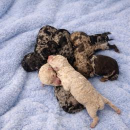 Boy 4 - Cream male Goldendoodle puppy in Richmond, Texas from Harper’s Heartbeats