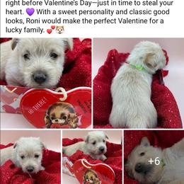 Roni - Wheaten female Scottish Terrier puppy in Crossville, Tennessee from Cavern Kennels