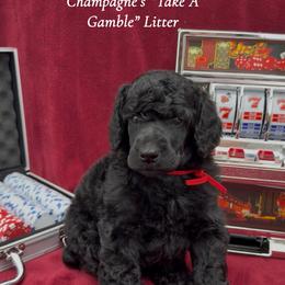 Rummy (Red Collar Boy) - Black male Poodle puppy in Cambridge, Wisconsin from Champagne Poodles