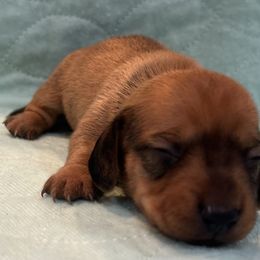 Girl 2 - Red female Dachshund puppy in Columbiana, Alabama from Tonya's Dachshunds