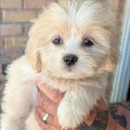 Baby Bear - Cream female Lhasa Apso puppy in Fort Worth, Texas from Cynthia's Lhasa Apsos
