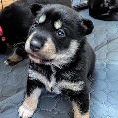 Black Boy - Arvo - Black and tan male Lapponian Herder puppy in Prattsburgh, New York from Maalattu Koirankoppi Lapponian Herders
