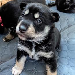 Black Boy - Arvo - Black and tan male Lapponian Herder puppy in Prattsburgh, New York from Maalattu Koirankoppi Lapponian Herders