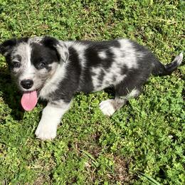 Big boy - Blue merle and white male Cardigan Welsh Corgi puppy in Henderson, Texas from R&R Cardigan Corgis