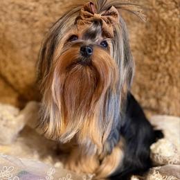 Alohomora - Yorkshire Terrier