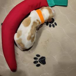 Girl 3 - White and orange female Brittany puppy in Houston, Texas from Free Range Bird Dogs