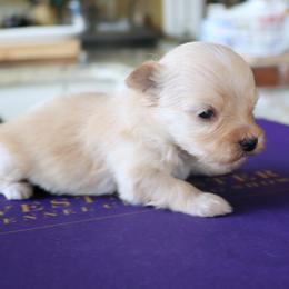 River - Red male Havanese puppy in Hamptonville, North Carolina from Alabama Havanese Kennel Tidewater Kennel