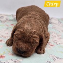 Chirp - Red  female Goldendoodle puppy in Neillsville, Wisconsin from Granton Creek