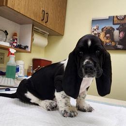 Peter - Black and white male Basset Hound puppy in Surprise, Arizona from Howlin Hounds