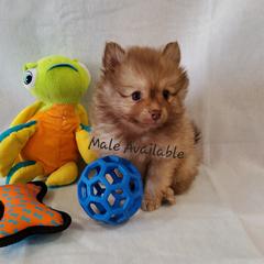 Pomeranian Puppies from Sugar Butt Poms
