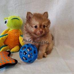 Pomeranian Puppies from Sugar Butt Poms