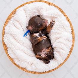 Ash - Brown and white male Bernedoodle puppy in Erda, Utah from Country Lane Doodles