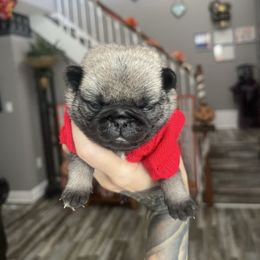 Jackson - Fawn male Pug puppy in Winter Haven, Florida from The Pugarazzi