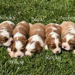 Cavalier King Charles Spaniel Puppies from The Cozy Cavaliers