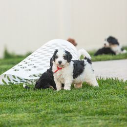 Bernedoodle and Goldendoodle Puppies from Sunnydoodle Utah