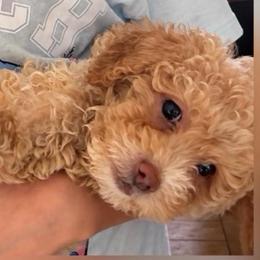 Chevy - Apricot male Goldendoodle puppy in Cumberland, Rhode Island from minigoldendoodlesofRI