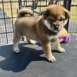 Boy 2 - Sesame male Shiba Inu puppy in Milton, Florida from Moonlight Shibas