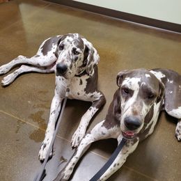 Great Danes from Haven Danes of Nebraska