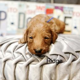 Ridge - Red  male Goldendoodle puppy in Pasco, Washington from Camp Doodle Woods