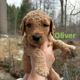 Oliver - Apricot male Goldendoodle puppy in Prosperity, Pennsylvania from Stelladoodles & Company