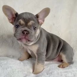 French Bulldogs from L.A. French Paws