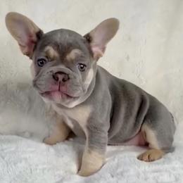 French Bulldogs from L.A. French Paws