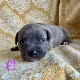 Blue Brindle Female - Blue brindle female American Pit Bull Terrier puppy in Nine Mile Falls, Washington from Bartin Kennels